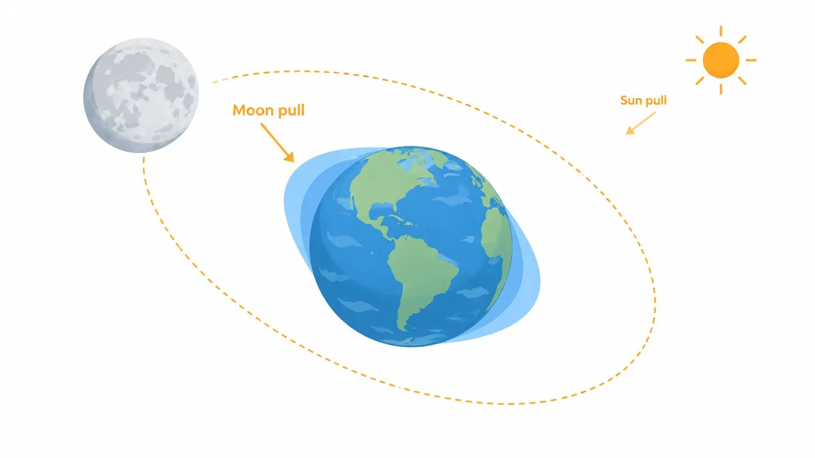 A diagram illustrating how the gravitational pull of the moon and the sun affects Earth's ocean tides.