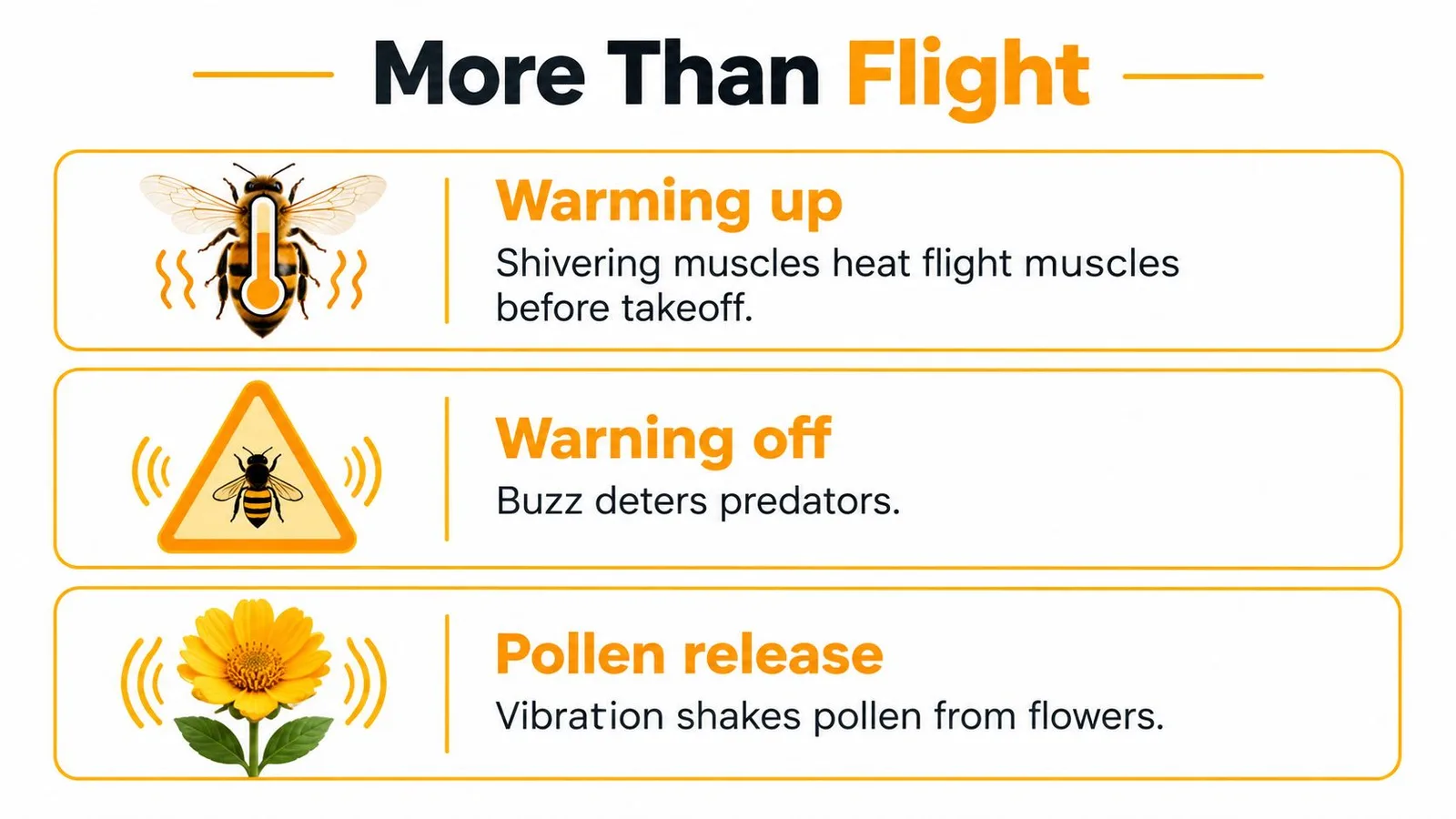 An infographic showing that bees buzz for warming up, warning off predators, and releasing pollen from flowers.